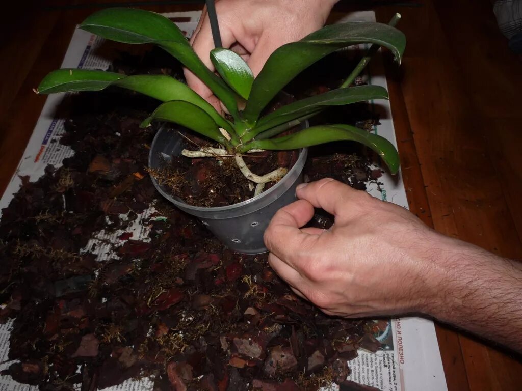 Пересадка орхидеи видео