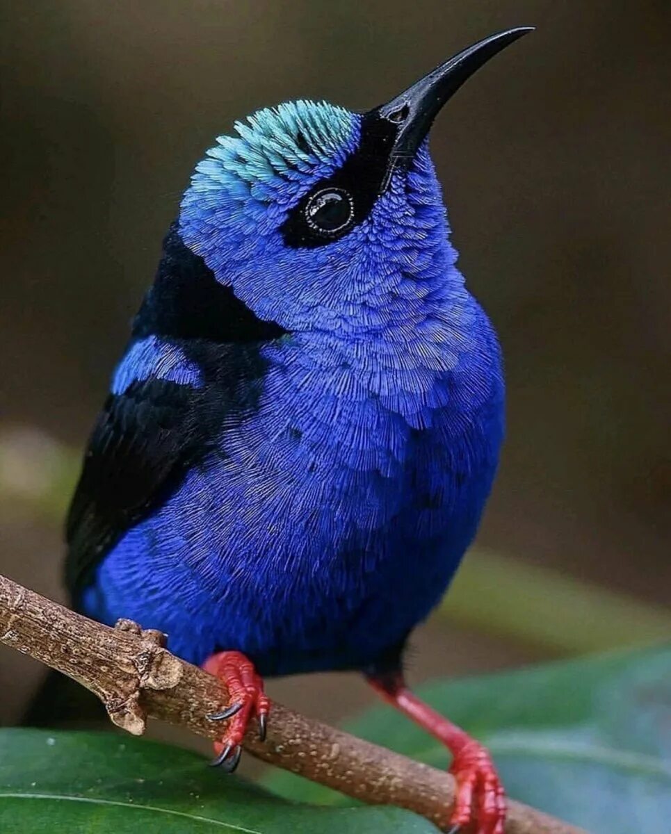 Название редких птиц. Танагра медосос. бирюзовая танагра-медосос. танагра медосос птица. пурпурная танагра-медосос.