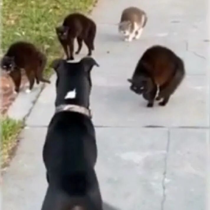 Люди гуляют. Собака идёт на встречу. Выгул домашних животных. День прогулки с собакой. Поводок для собак.