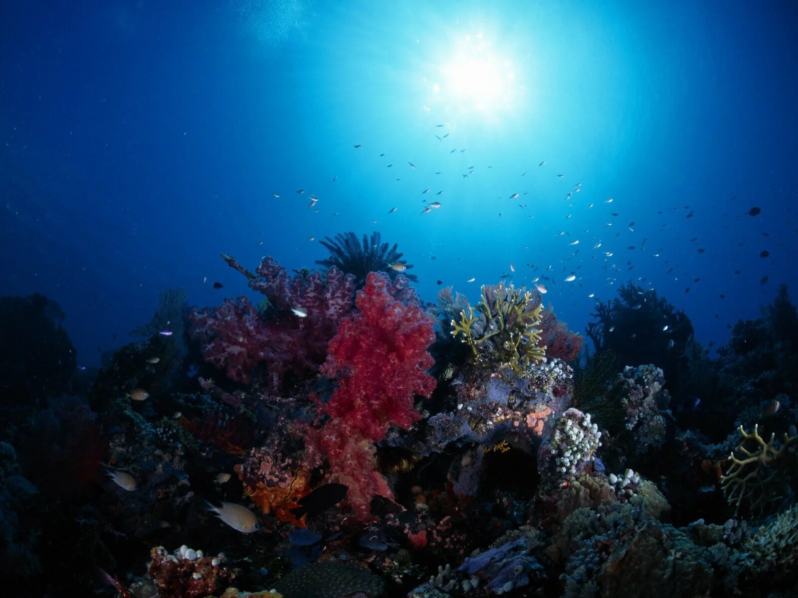 Коралловые рифы красота. Шарм-Эль-Шейх подводный мир. Подводный риф риф. Коралловый риф в Шарм Эль Шейхе. Риф красного моря глубины.