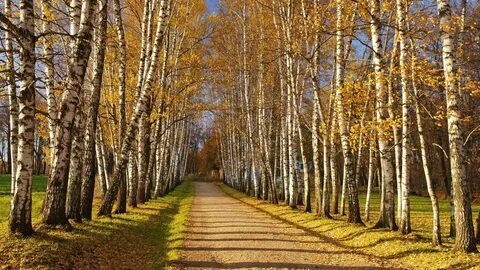 Аллеи белых берез
