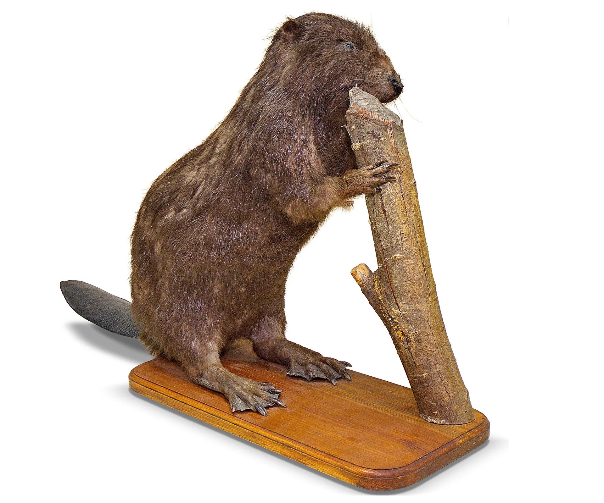 Лепка бобра. Бобры. Фигурка бобра из дерева. Как сделать бобр. Как сделать бобр.