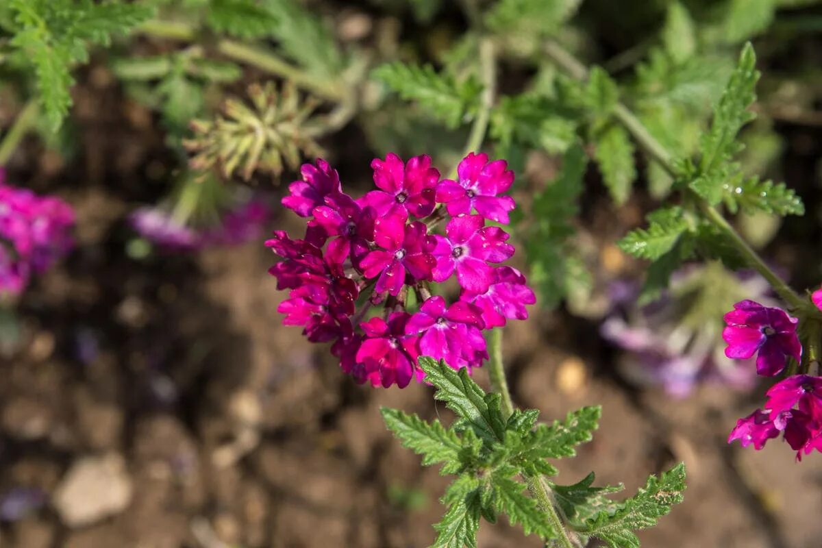 Вербена. Вербена канадская (Verbena canadensis). Вербена прямостоячая. Вербена гибридная. Вербена сохнет