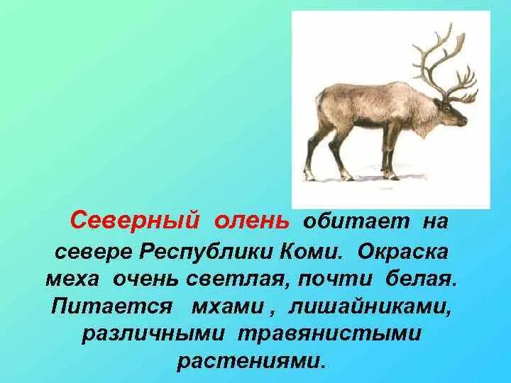 Северный олень впр. Северный олень красная книга. Северный олень Коми. Животные красной книги Республики Коми. Олень который обитает на севере.