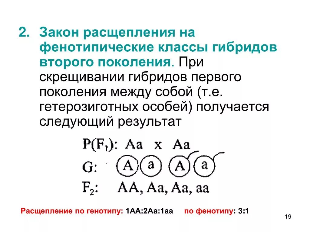 Количество возможных генотипов при скрещивании аа аа. При скрещивании гибридов первого поколения между собой. Фенотипические классы. Закон расщепления. Скрещивание гибридов первого поколения между собой.