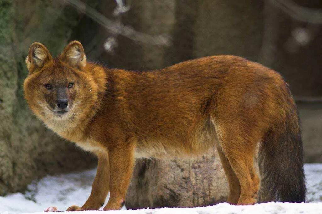 Животное хана. Тянь-Шанский красный волк. Ареал красного волка. Красный волк в Хакасии. Красный волк псовые.