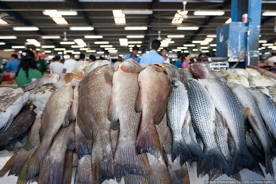 Купили на рынке рыбу. Рыба на рынке. Оптовый рыбный рынок. Рыба в ассортименте. Живая рыба на рынке.