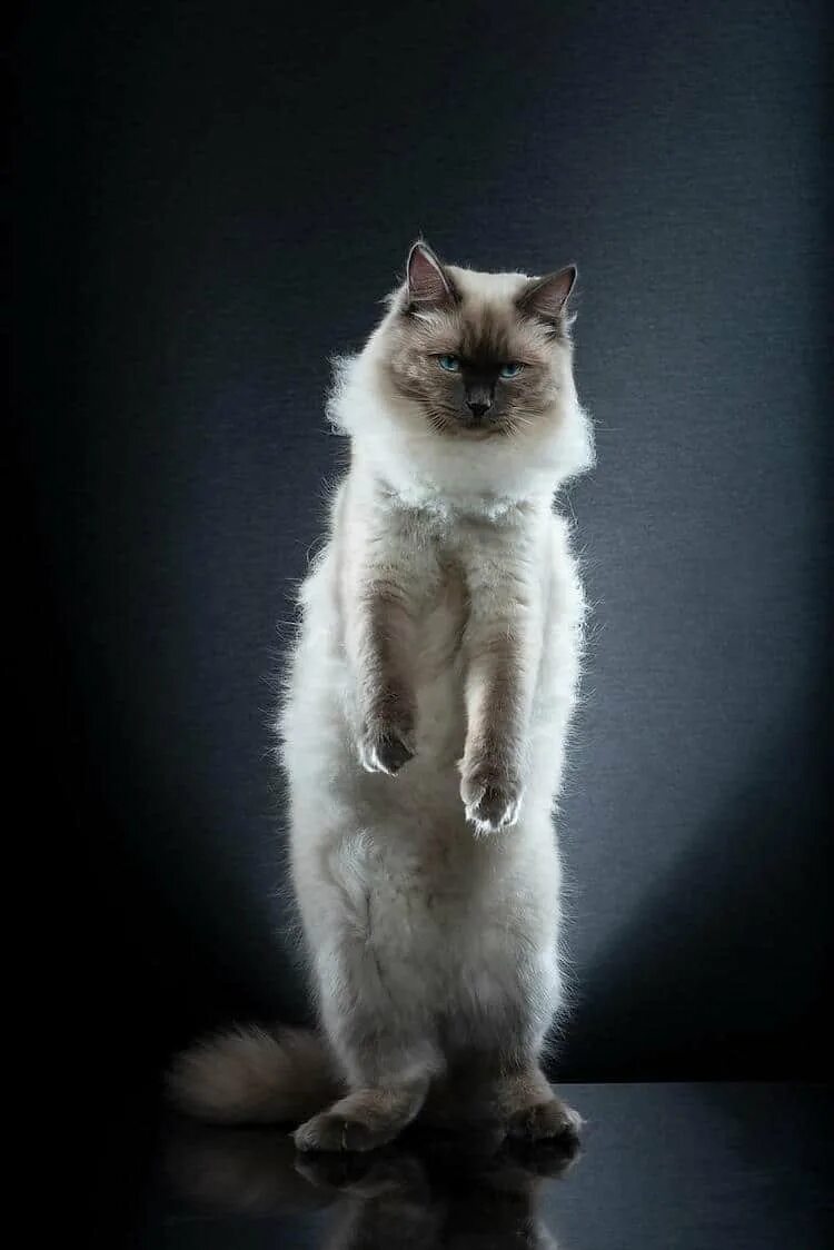 Кот стоит. Котик на двух лапах. котик на задних лапках. стоячий кот.