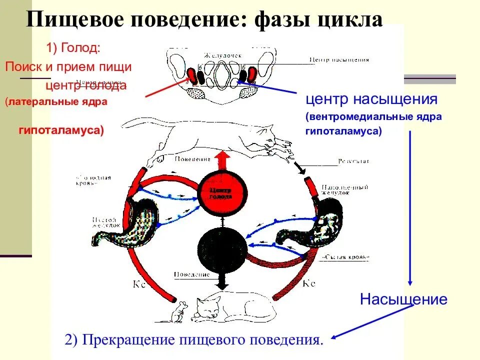 Регуляция пищевого поведения физиология. Фазы пищевого поведения. Регуляция голода и насыщения. Функциональная система регуляции пищевого поведения. Схема голода