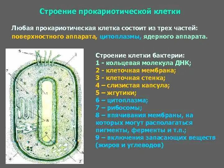 Строение прокариотических клеток кратко. Строение прокариотической клетки краткое. Структура прокариотической клетки. Строение прокариотической бактериальной клетки. Организация прокариотических клеток