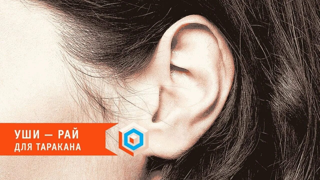 Муха залетела в ухо что делать. Комар залетел в ухо. Насекомое которое заползает в ухо. Комар залетел в ухо. Комар залетел в ухо.