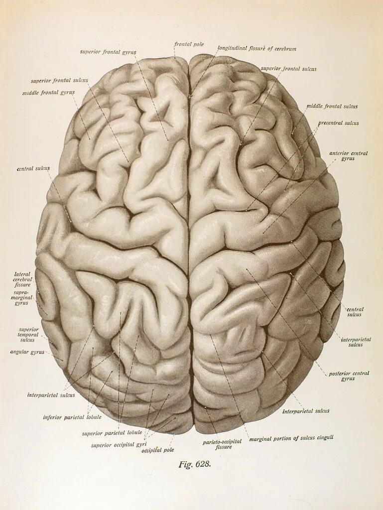 Борозды и извилины мозга человека. Головной мозг вид сбоку. Доли головного мозга вид сбоку. Головной мозг анатомия человека борозды и извилины. Головной мозг вид сбоку борозды.