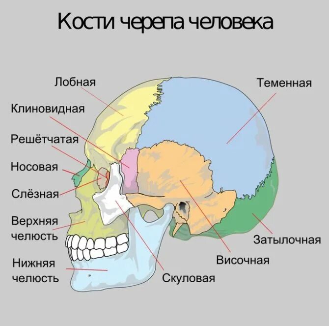 Череп составляющие. Скелет головы мозговой отдел кости. строение мозгового отдела черепа. кости черепа мозговой отдел и лицевой отдел. скелет головы лицевой отдел мозговой отдел.
