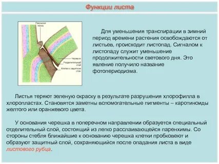 Сигнал для листопада