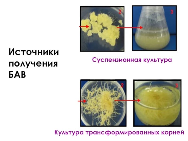 Суспензионная культура клеток растений. Суспензионное культивирование клеток. Культура клеток растений Каллус. Суспензионные клеточные культуры растений.