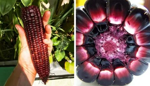 Редкие продукты