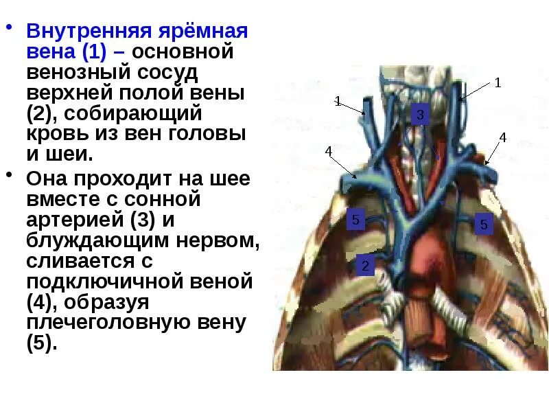 Алтах вена. Верхняя полая Вена наружная яремная Вена. Внутренняя яремная Вена и наружная яремная Вена. Внутренняя яремная Вена анатомия кт. Наружная и внутренняя яремная Вена анатомия.