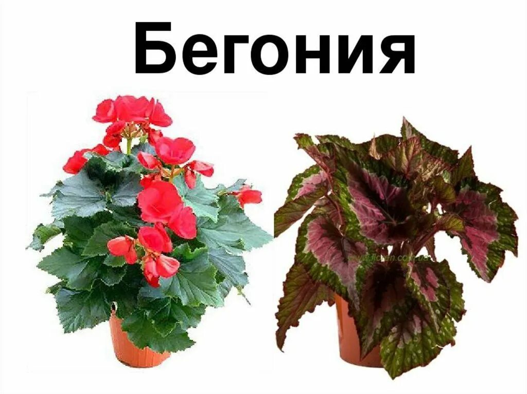 Бегония значение. Бегония цветок комнатный. бегония tangalooma. бегония горшечная. бегония барон.