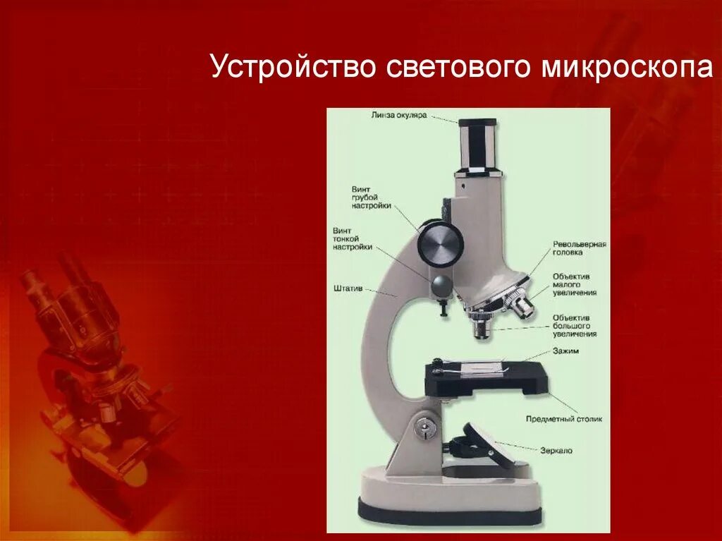 Какая функция тубуса в микроскопе. Световой микроскоп 1950. Устройство светового микроскопа. Штатив светового микроскопа. Тубус цифрового микроскопа.