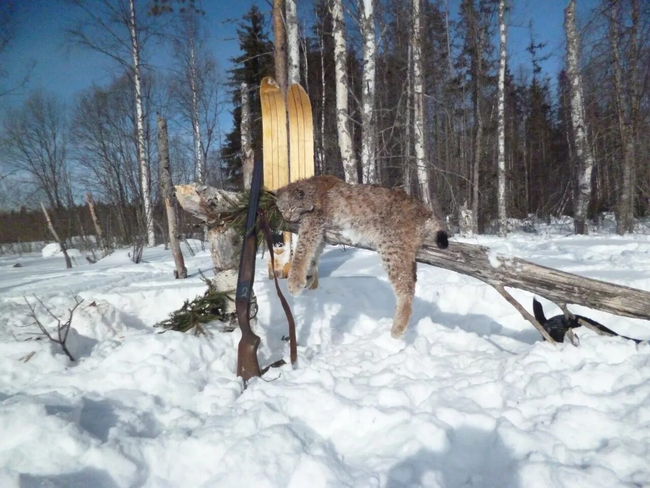 канадская рысь охотится. музей природы костромской области. охота на рысь зимой. охота на рысь зимой. охота на рысь зимой.