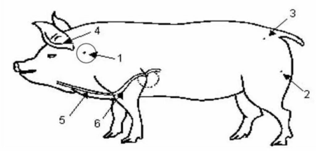 Артерия у свиньи где находится фото. Сонная артерия на шее у свиньи схема убоя. Укол внутримышечно КРС. Как колоть уколы поросятам. Укол поросенку внутримышечно.