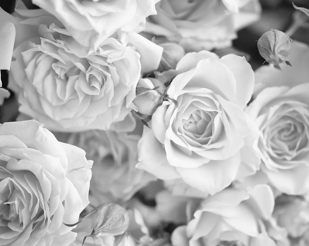 Grey and rose. Grey роза. Серые цветы. Красивые черно белые. Grey and rose.