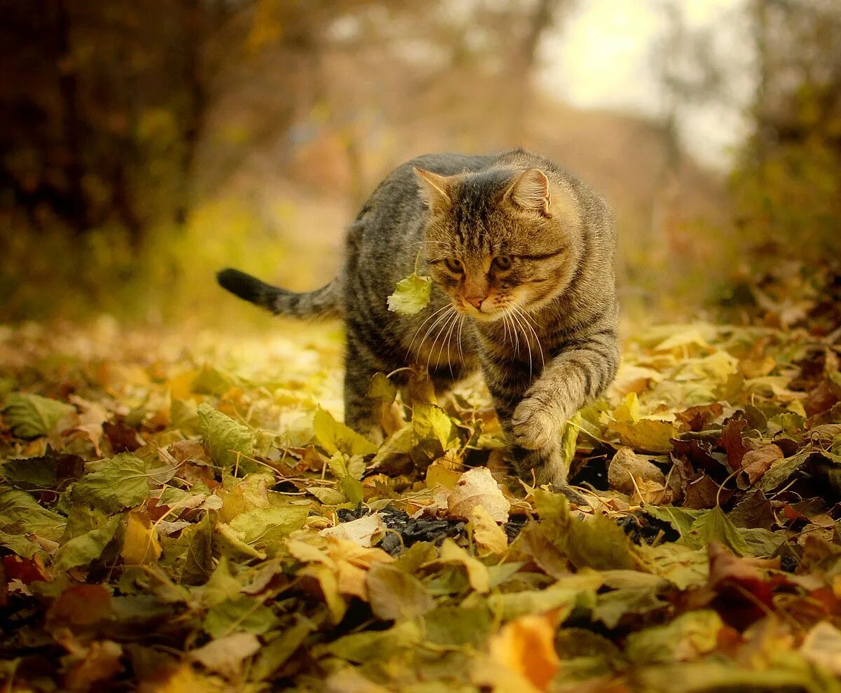 Кот листик. Осенний кот. кот в осенних листьях. котик в осенней листве. кот в листве осень.