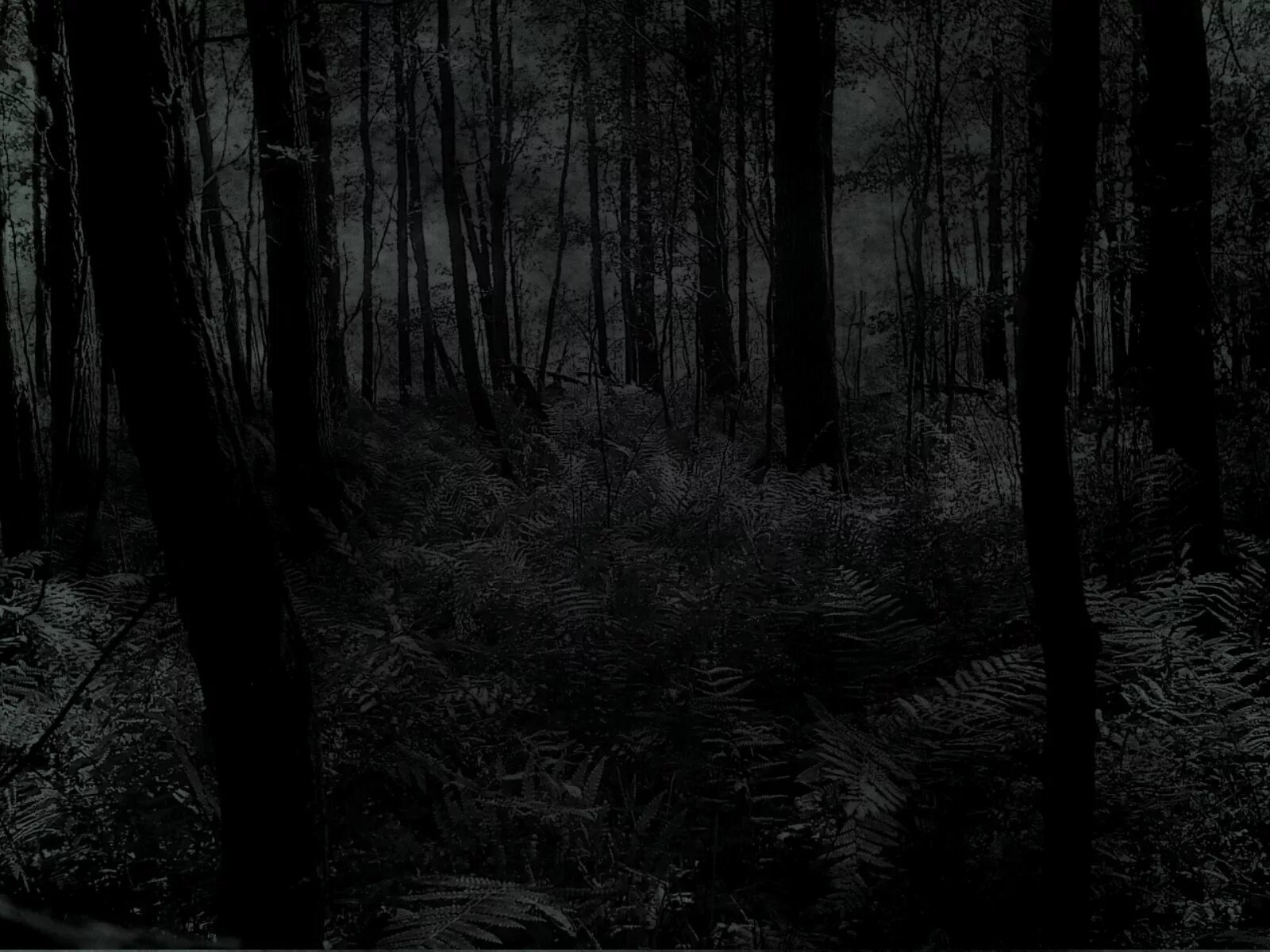 Страшный лес. Темный лес. Жуткий темный лес. Ночной лес. Темнота dark