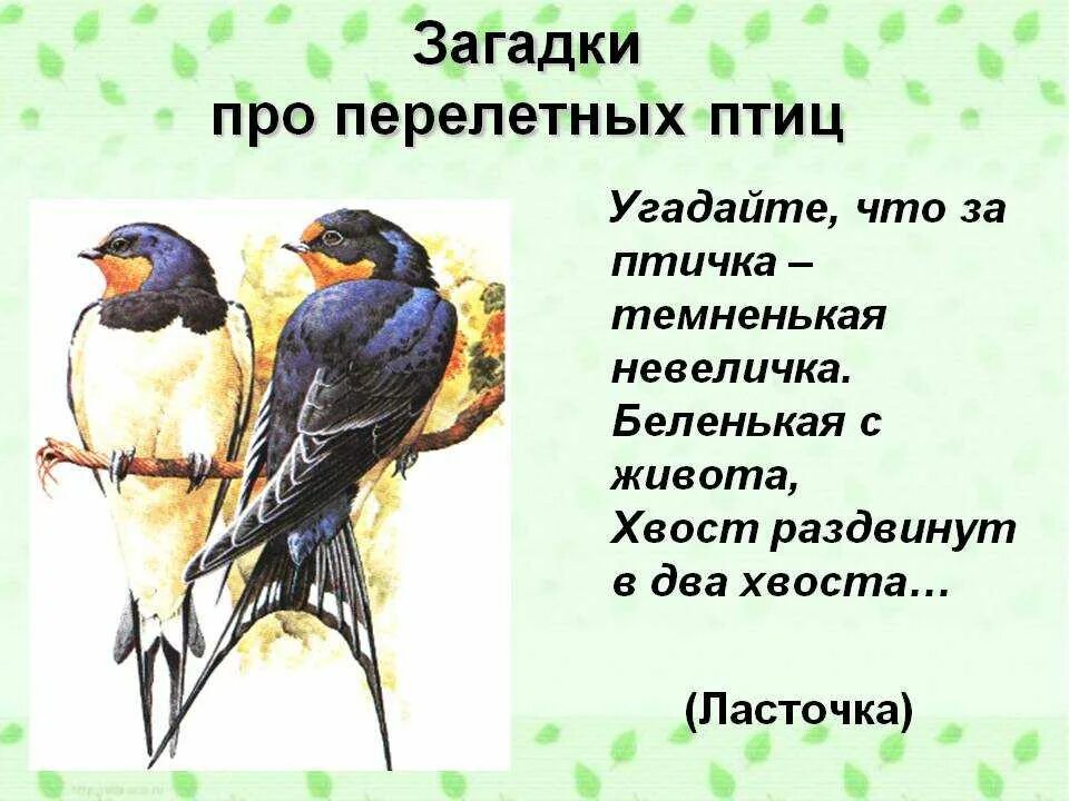Загадки про перелетных птиц для детей