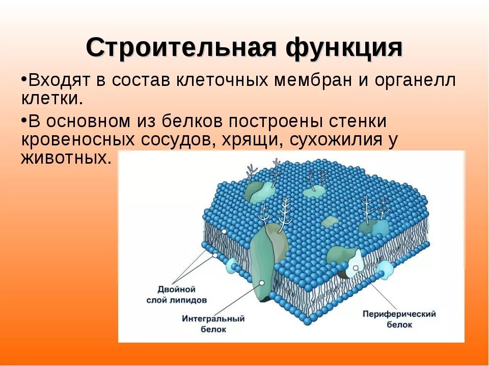 Какие функции выполняют белки мембран. Клеточная мембрана биологические структуры. Основные компоненты клеточной мембраны являются. Строение мембраны. Мембрана строение и функции.