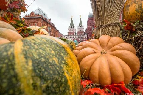 Тыквы москве