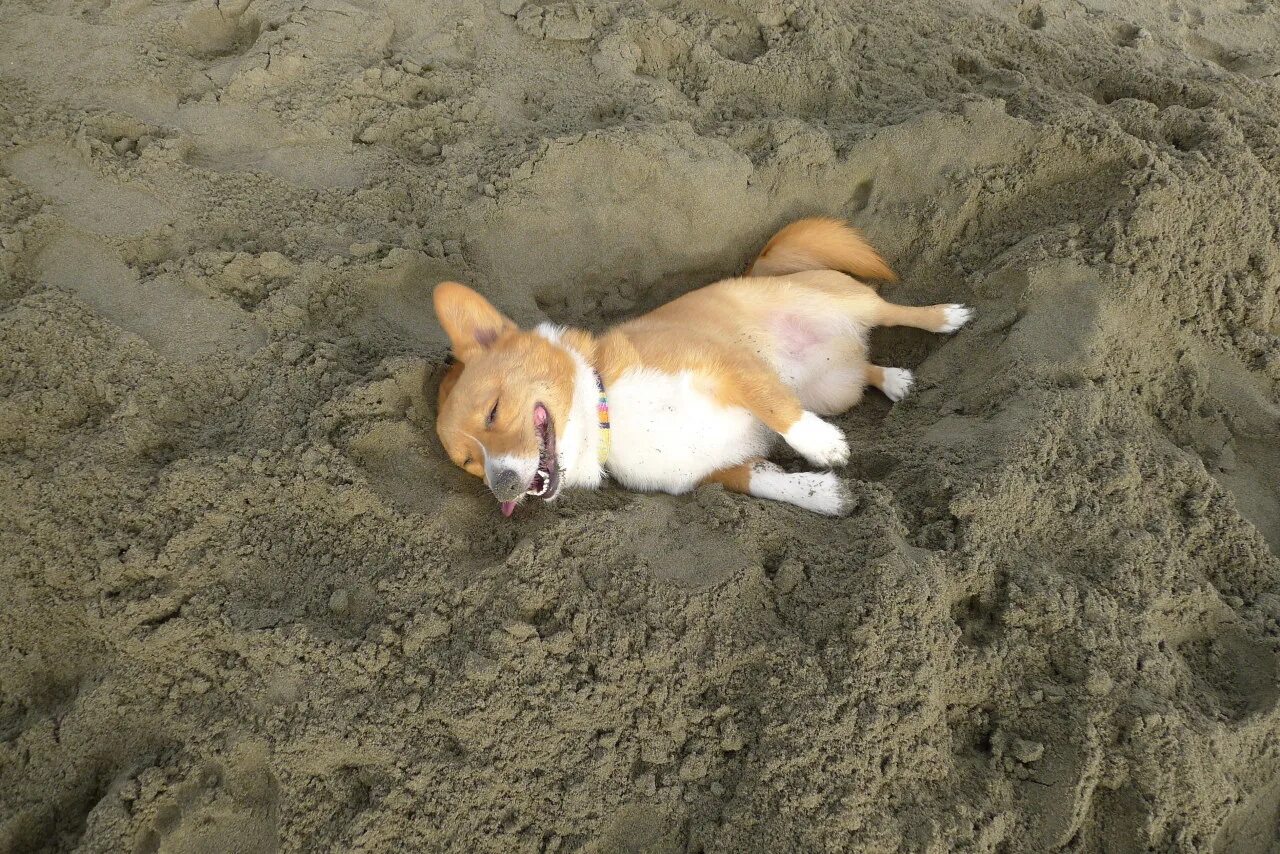 Собака копает яму. Собака роет ямы. Собака роет землю. Собака роет землю. Собака роет ямы.