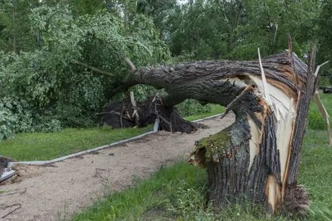 Поваленные деревья как пишется