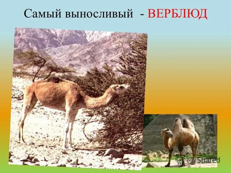 Верблюды выносливые и полезные животные впр