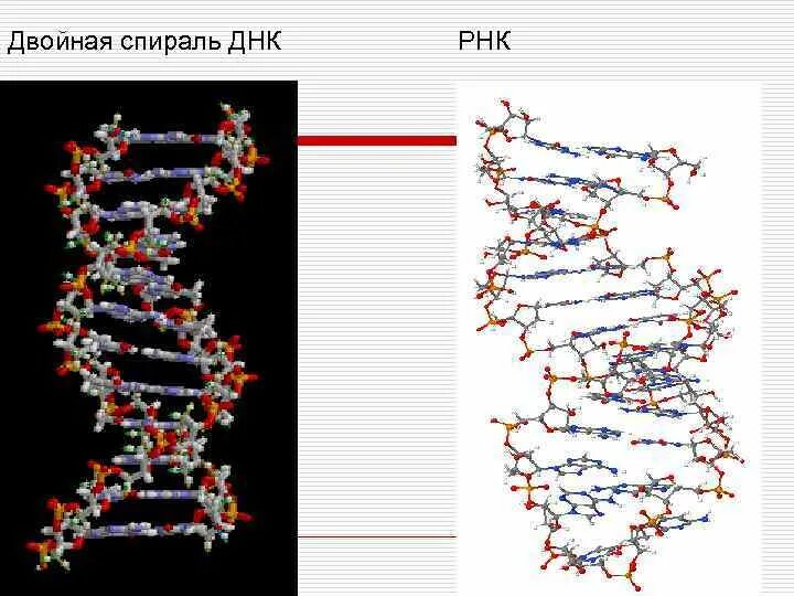 Структура двойной спирали ДНК. Открытие двойной спирали ДНК. Двойная спираль дезоксирибонуклеиновая. Открытие структуры новой спирали ДНК.