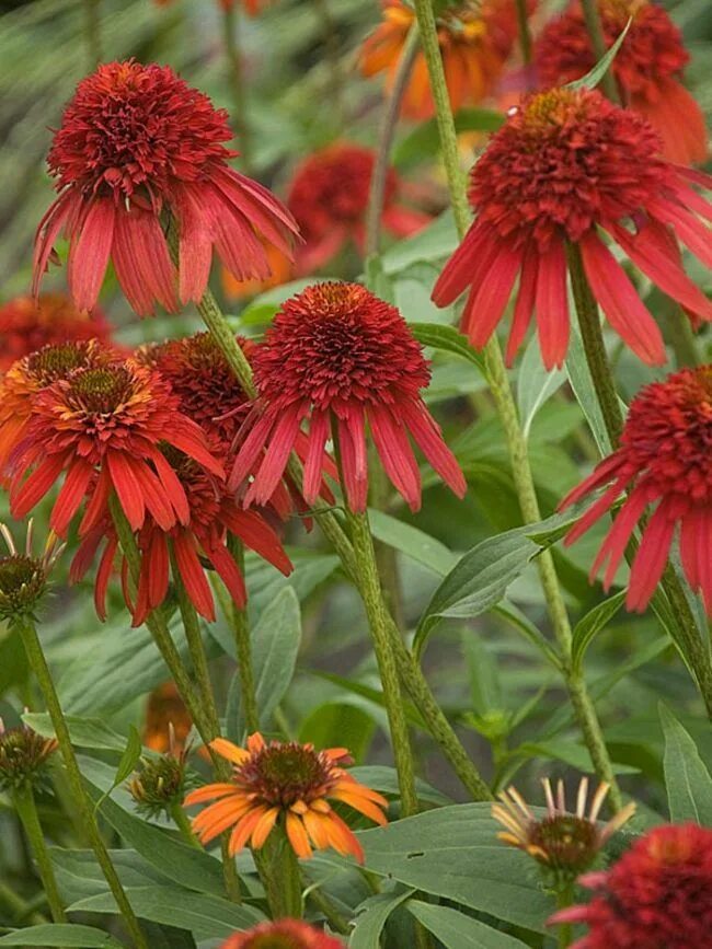 Echinacea purpurea hot papaya. Эхинацея хот папайя. Эхинацея хот папайя. Эхинацея хот папайя. Эхинацея хот папайя.