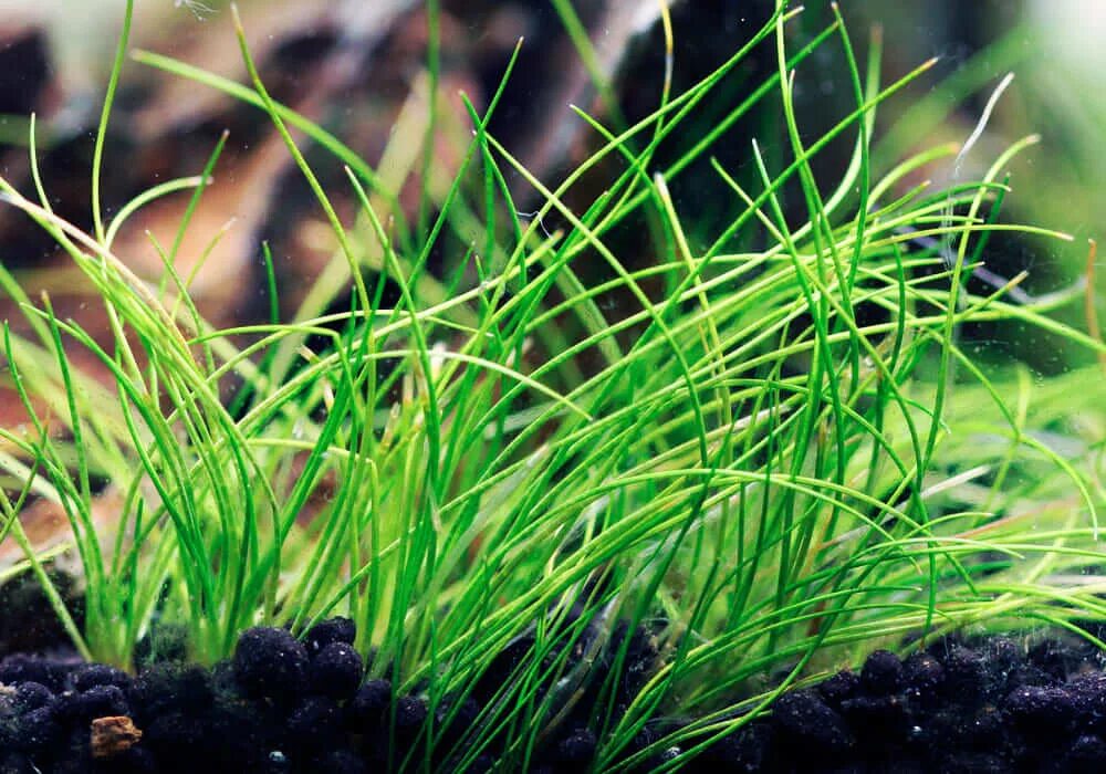 Элеохарис аквариумное растение. Элеохарис парвула. Элеохарис ситняг игольчатый. Элеохарис парвула (ситняг крошечный). Элеохарис парвула.