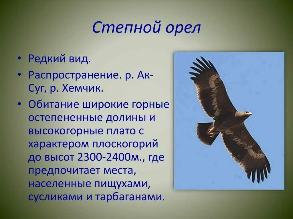 Текст про орла. Степной орёл место обитания. Степной Орел 4 класс. Степной Орел доклад 4 класс окружающий мир. Степной Орел 4 класс окружающий мир.