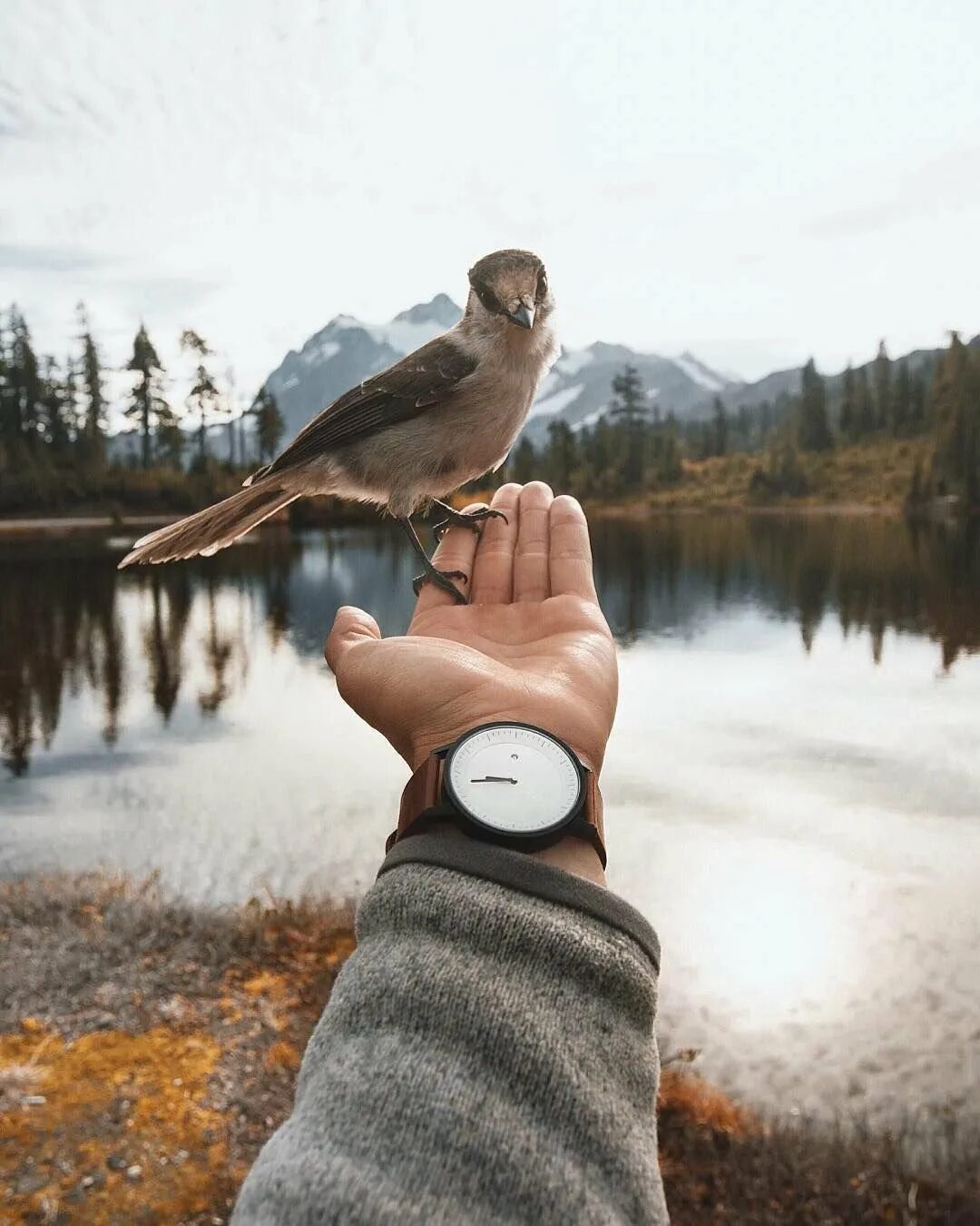 Смысл инстаграмма. Птица на руке. Человек птица. Птица на ладони. Любитель природы.