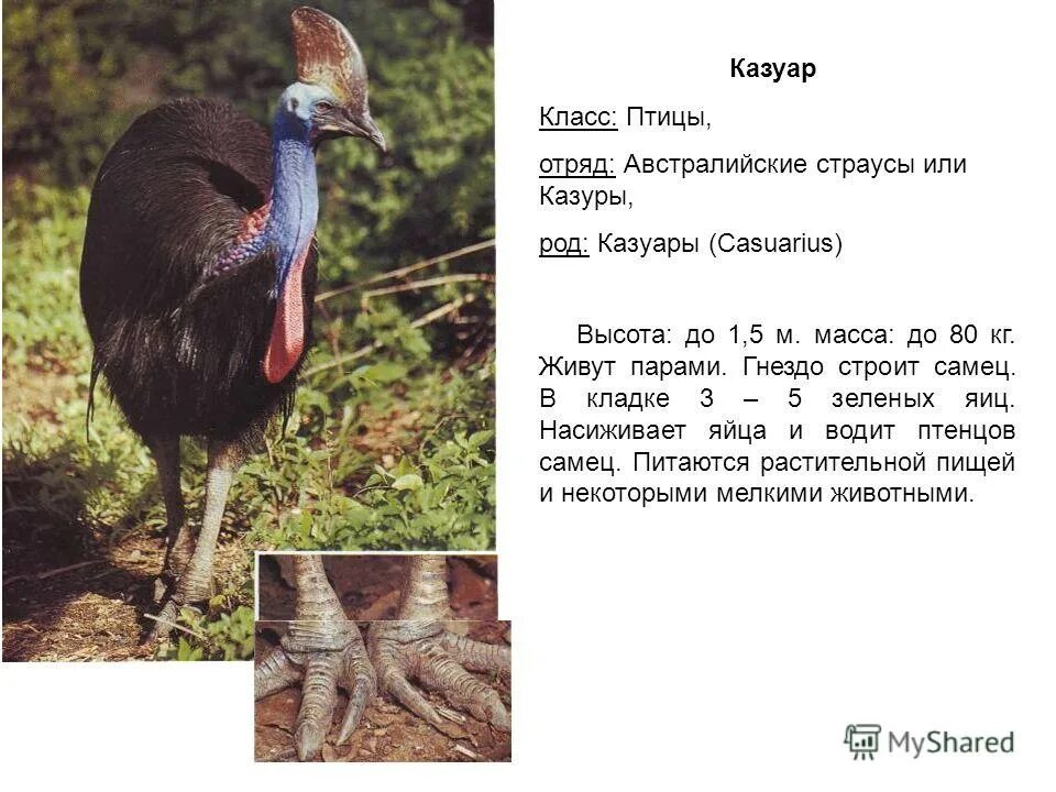 Особенности строения нандуобразных. Особенности строения нандуобразных
