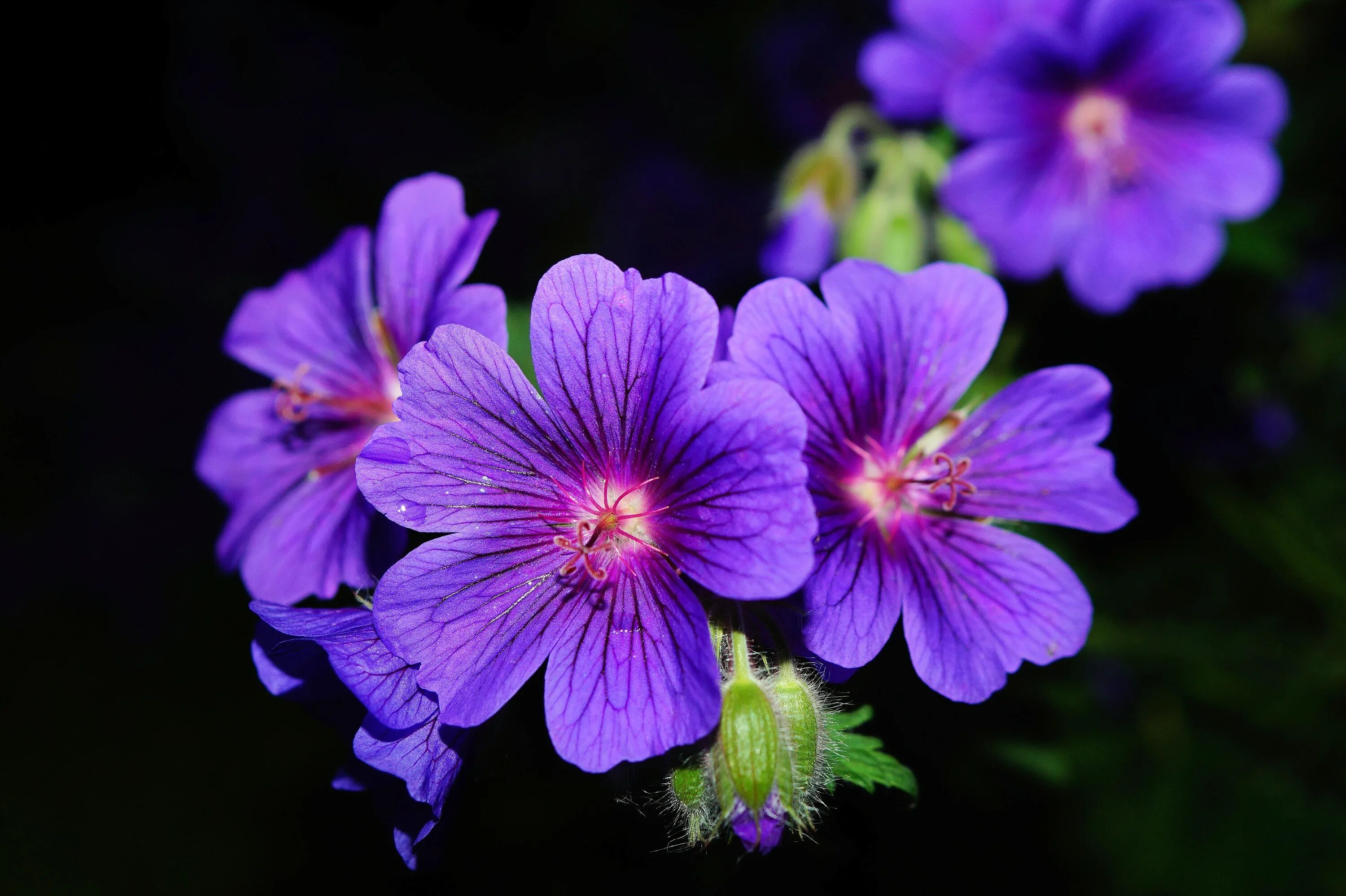 Герань Лесная (Geranium sylvaticum). Герань Луговая Вайолет. Герань перпл. Герань гибридная Блу Блад. Герань чернеющая