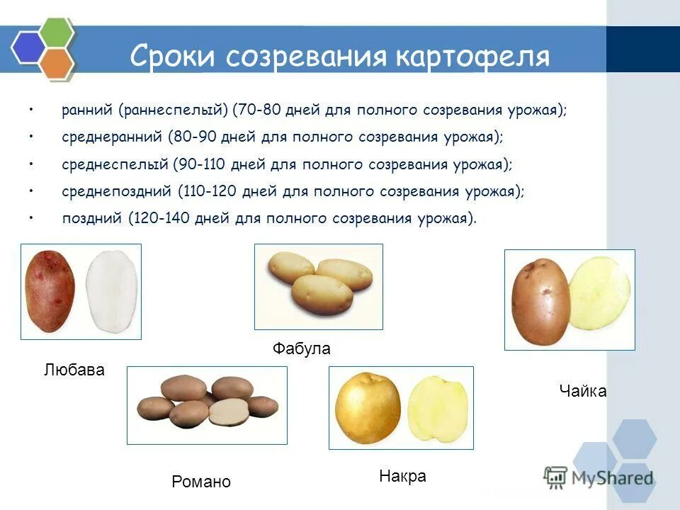 Сроки созревания сортов картофеля. Сорта картофеля таблица с описанием. Сорта картофеля таблица. Сорт картошки колобок. Характеристика картофеля.