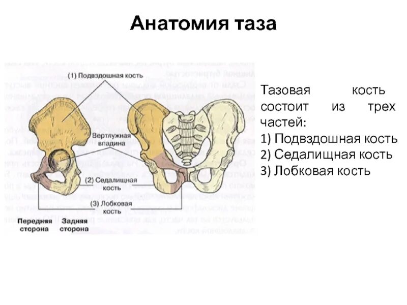 Три тазовые кости. Лобковая кость таза анатомия. Тазовая кость подвздошная кость седалищная кость. Строение подвздошной кости таза.