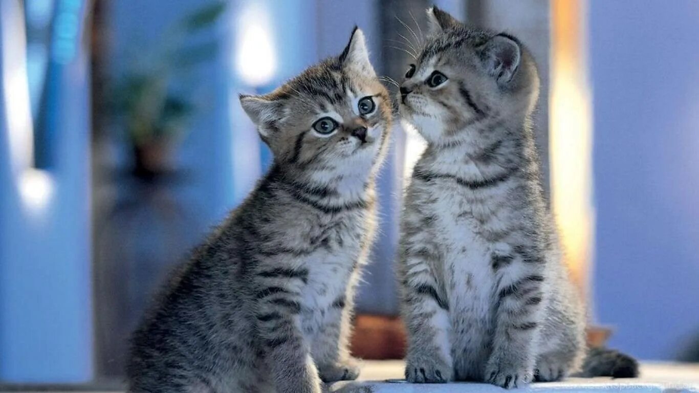 Игра котики. Котики. Полосатый котенок. Классные коты. Милые котики двое.