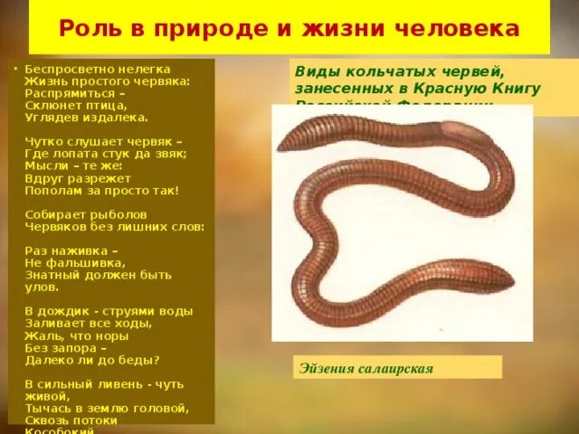 Плоские черви кольчатые черви впр. Кольчатые черви. тип кольчатые черви классы.