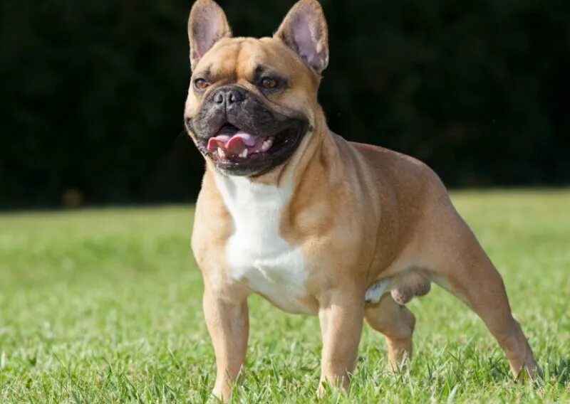 Гладкошерстный бульдог. Французский бульдог стандарт породы ркф. Разновидности французских бульдогов. Французский бульдог и бигль фото. Бульдог стандарт.