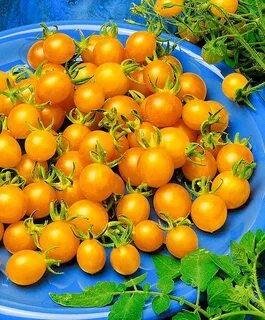 Алая флогистоновая медовая жемчужина геншин