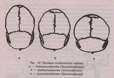 Черепные виды