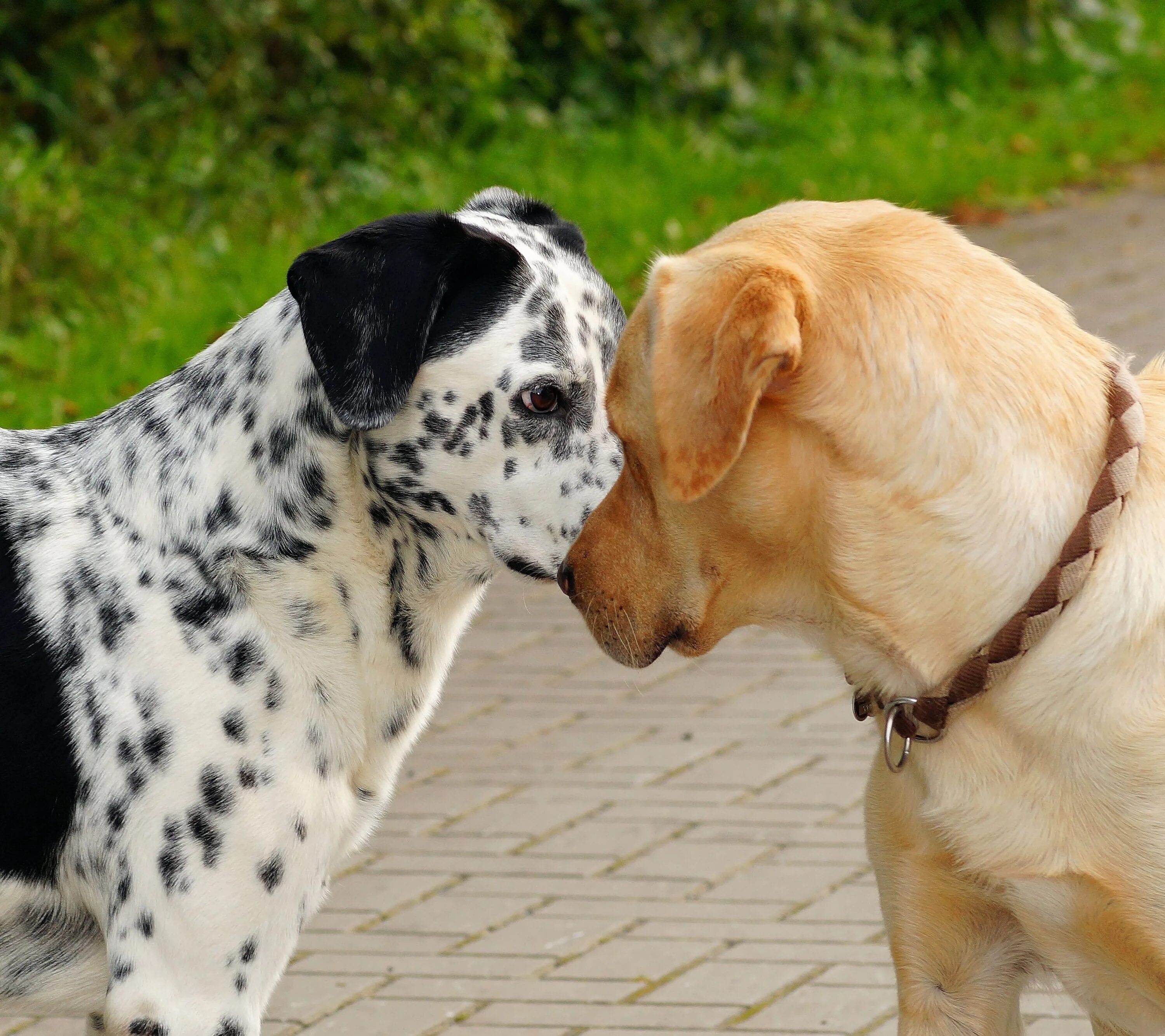 Animal communication