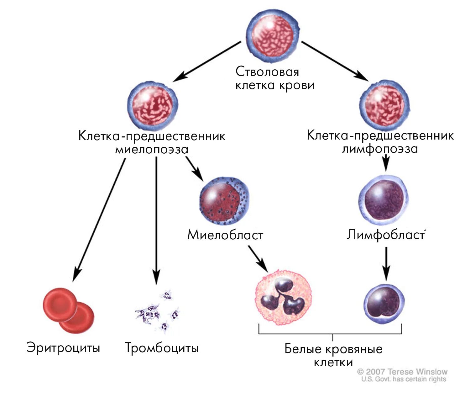 Кровь дифференцировка. Стволовые клетки крови гемопоэтические. Стволовые клетки дифференцировка. Размер стволовой клетки крови. Лимфобласт пролимфоцит лимфоцит.